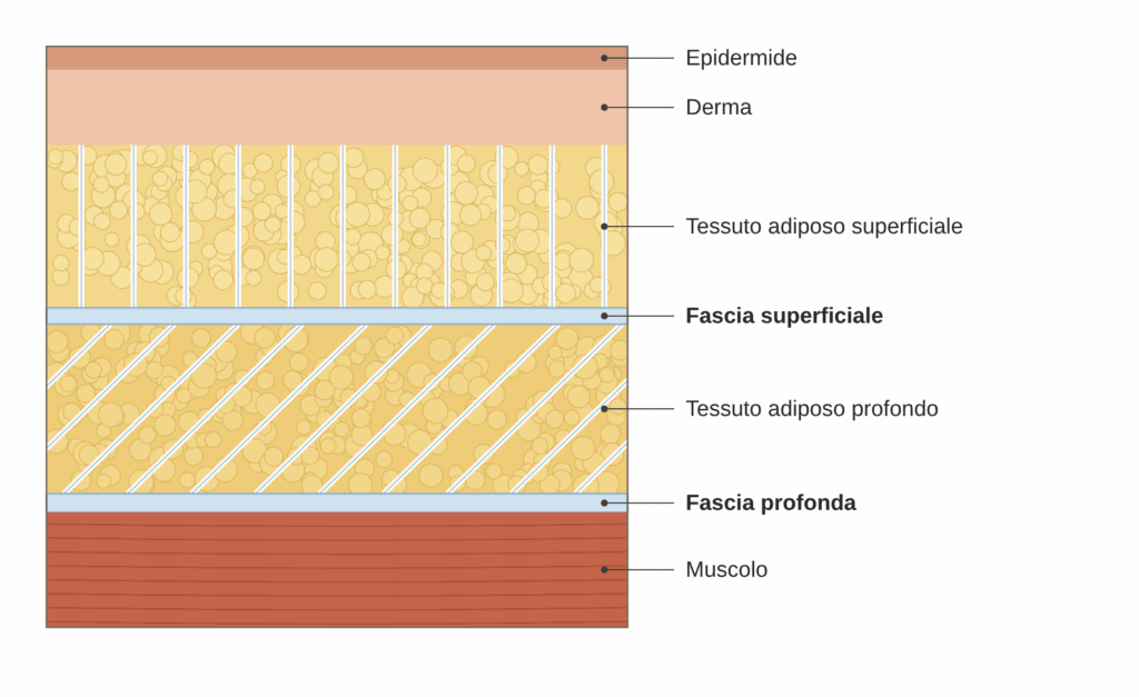 disposizione fascia superficiale profonda