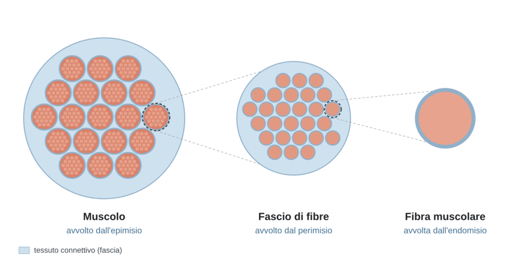 miofascia epimisio perimisio endomisio